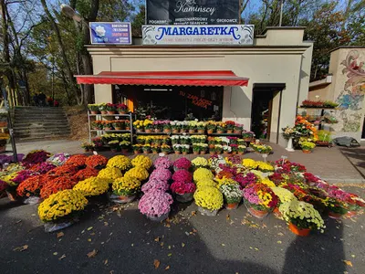 Margaretka. Kwiaciarnia. Kubala M.